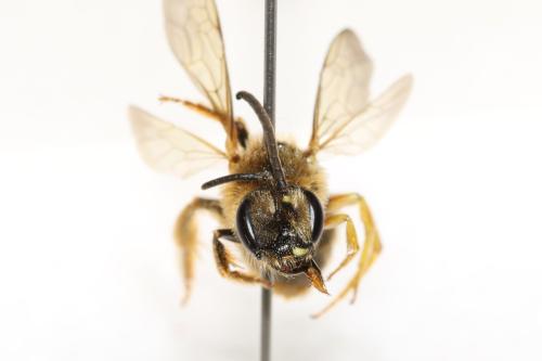Réf. 325 964 : Halictus scabiosae